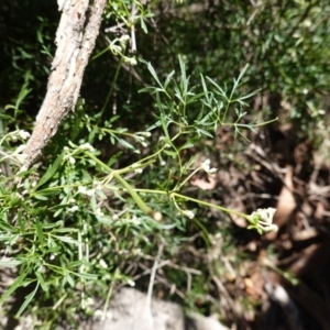 Clematis leptophylla at Hackett, ACT - 8 Jun 2020