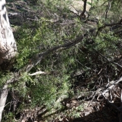 Clematis leptophylla at Hackett, ACT - 8 Jun 2020 12:40 PM