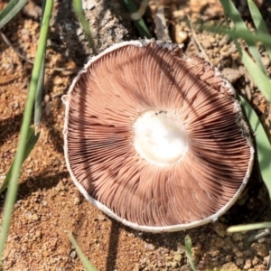 Agaricus sp. at Hawker, ACT - 10 Mar 2020 02:32 PM