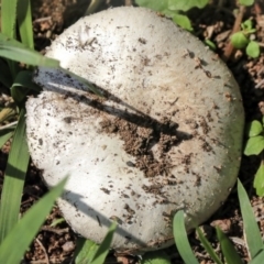 Agaricus sp. at Hawker, ACT - 10 Mar 2020