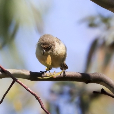 Acanthiza reguloides (Buff-rumped Thornbill) at The Pinnacle - 10 Mar 2020 by AlisonMilton