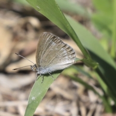 Zizina otis (Common Grass-Blue) at Dunlop, ACT - 10 Mar 2020 by AlisonMilton