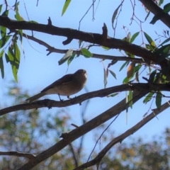 Pachycephala pectoralis at Hackett, ACT - 8 Jun 2020