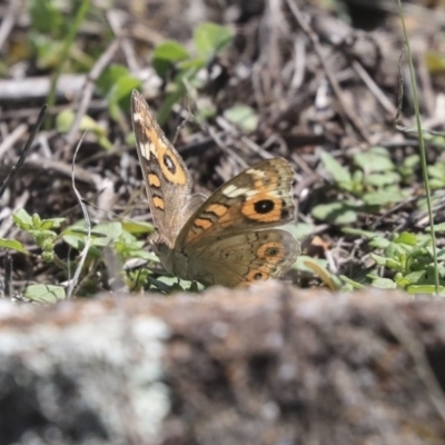 Junonia villida (Meadow Argus) at Dunlop, ACT - 10 Mar 2020 by AlisonMilton