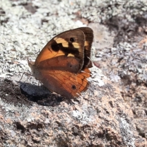 Heteronympha merope at Dunlop, ACT - 10 Mar 2020 12:39 PM