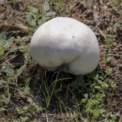 Calvatia sp. (a puffball ) at Hawker, ACT - 10 Mar 2020 by AlisonMilton