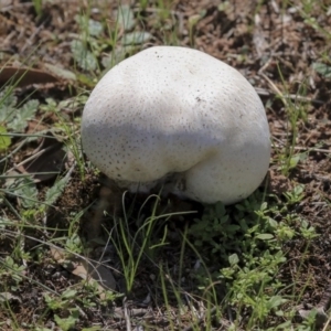 Calvatia sp. at Hawker, ACT - 10 Mar 2020 01:46 PM