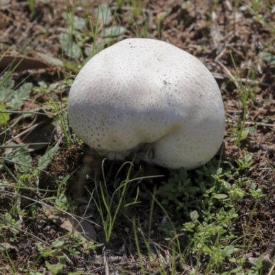 Calvatia sp. (a puffball ) at Hawker, ACT - 10 Mar 2020 by Alison Milton