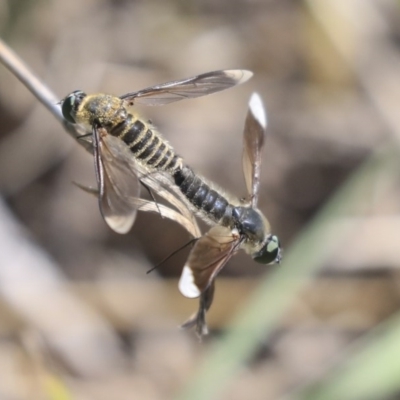 Comptosia sp. (genus) (Unidentified Comptosia bee fly) at Weetangera, ACT - 10 Mar 2020 by AlisonMilton