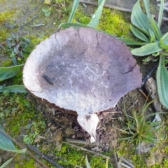 Calvatia cyathiformis at Dunlop, ACT - 7 Jun 2020 by drakes