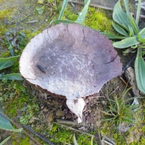 Calvatia cyathiformis at Dunlop, ACT - 8 Jun 2020