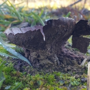 Calvatia cyathiformis at Dunlop, ACT - 8 Jun 2020