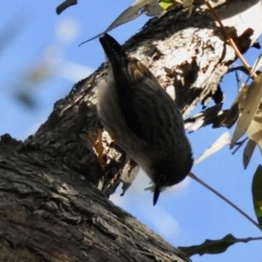 Daphoenositta chrysoptera (Varied Sittella) at Colo Vale, NSW - 8 Jun 2020 by GlossyGal