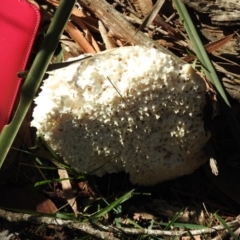 Unidentified Pored or somewhat maze-like on underside [bracket polypores] at Wingello, NSW - 4 Jun 2020 by GlossyGal