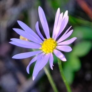 Brachyscome rigidula at Hackett, ACT - 9 Jun 2020