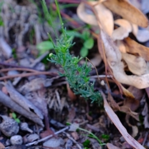 Brachyscome rigidula at Hackett, ACT - 9 Jun 2020 03:25 PM