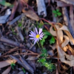 Brachyscome rigidula at Hackett, ACT - 9 Jun 2020 03:25 PM