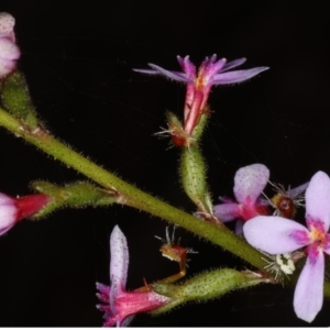 Stylidium graminifolium at Acton, ACT - 7 Jun 2020