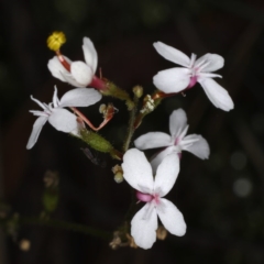 Stylidium graminifolium (Grass Triggerplant) at Acton, ACT - 7 Jun 2020 by jbromilow50