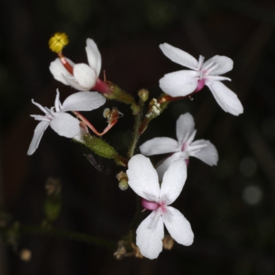 Stylidium graminifolium (Grass Triggerplant) at ANBG South Annex - 7 Jun 2020 by jbromilow50