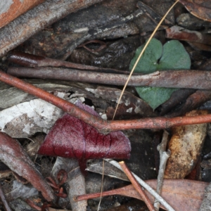 Acianthus exsertus at Acton, ACT - suppressed