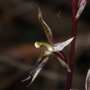 Acianthus exsertus at Acton, ACT - 7 Jun 2020