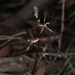 Acianthus exsertus at Acton, ACT - suppressed