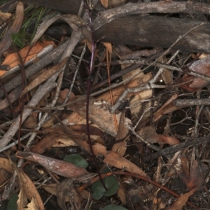 Acianthus exsertus at Acton, ACT - suppressed