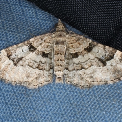 Epyaxa sodaliata (Sodaliata Moth, Clover Moth) at Acton, ACT - 7 Jun 2020 by jbromilow50