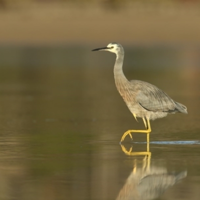 Egretta novaehollandiae (White-faced Heron) at Merimbula, NSW - 5 Jun 2020 by Leo