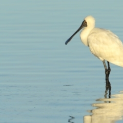 Platalea regia (Royal Spoonbill) at Merimbula, NSW - 5 Jun 2020 by Leo