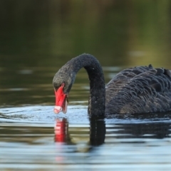 Cygnus atratus (Black Swan) at Pambula, NSW - 6 Jun 2020 by Leo