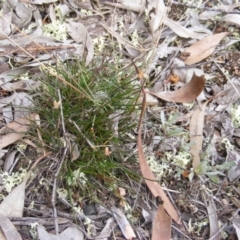 Laxmannia gracilis (Slender Wire Lily) at Belconnen, ACT - 10 Jun 2020 by MichaelMulvaney