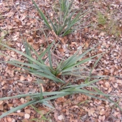 Dianella sp. aff. longifolia (Benambra) (Pale Flax Lily, Blue Flax Lily) at Lake Ginninderra - 10 Jun 2020 by MichaelMulvaney