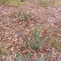 Dianella sp. aff. longifolia (Benambra) at Belconnen, ACT - 10 Jun 2020