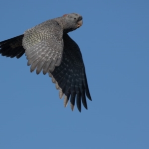 Callocephalon fimbriatum at Fyshwick, ACT - 6 Jun 2020