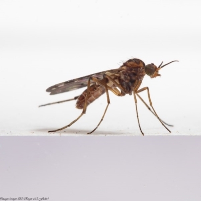 Sylvicola dubius (Wood-gnat) at Macgregor, ACT - 10 Jun 2020 by Roger