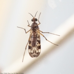 Sylvicola dubius at Macgregor, ACT - 10 Jun 2020