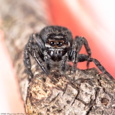 Jotus auripes (Jumping spider) at Holt, ACT - 10 Jun 2020 by Roger