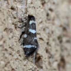 Lepidoscia confluens (A Case moth) at Higgins, ACT - 3 Mar 2020 by AlisonMilton