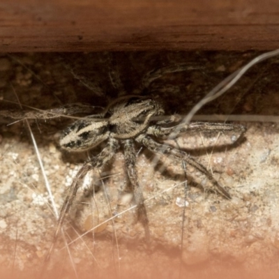 Artoriopsis sp. (genus) (Unidentified Artoriopsis wolf spider) at Higgins, ACT - 2 Mar 2020 by AlisonMilton