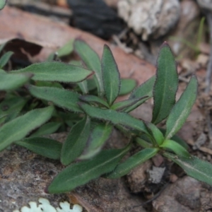 Opercularia hispida at Gundaroo, NSW - 16 May 2020