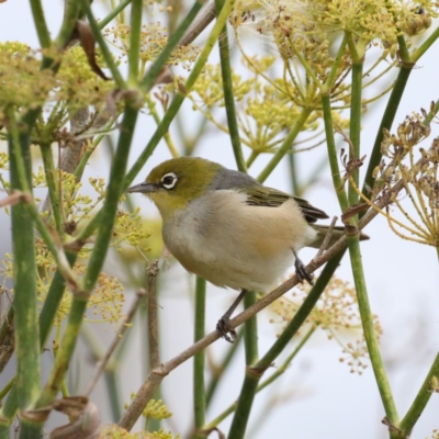 Zosterops lateralis (Silvereye) at Fyshwick, ACT - 3 Mar 2020 by jbromilow50