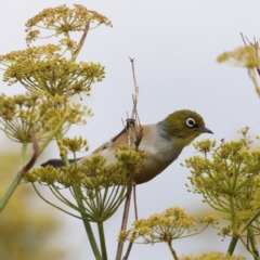 Zosterops lateralis at Fyshwick, ACT - 3 Mar 2020