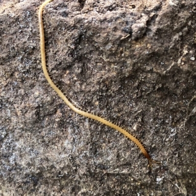 Geophilomorpha sp. (order) (Earth or soil centipede) at Aranda, ACT - 10 Jun 2020 by KMcCue