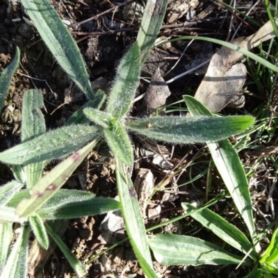 Plantago lanceolata (Ribwort Plantain, Lamb's Tongues) at Campbell Park Woodland - 5 Jun 2020 by JanetRussell