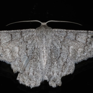 Crypsiphona ocultaria at Ainslie, ACT - 18 Mar 2020