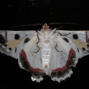 Crypsiphona ocultaria at Ainslie, ACT - 18 Mar 2020