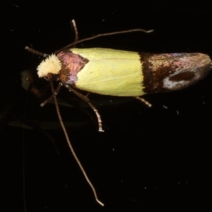 Edosa xystidophora at Ainslie, ACT - 18 Mar 2020