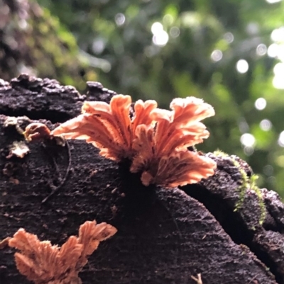 Schizophyllum commune (Split Gill Fungus) at Wattamolla, NSW - 10 Jun 2020 by WattaWanderer